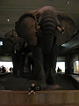 AMNH-2010_Cheeky (19)